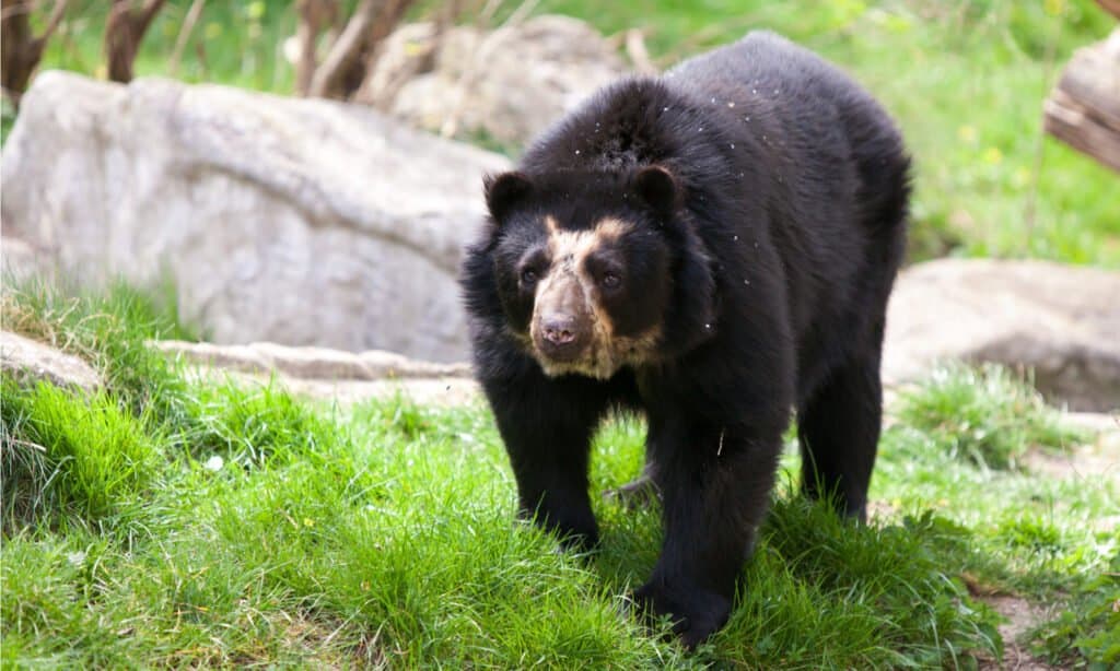 Khám phá loài gấu lớn nhất từng tồn tại (Kích thước gấp 4 lần của một con Grizzly!)