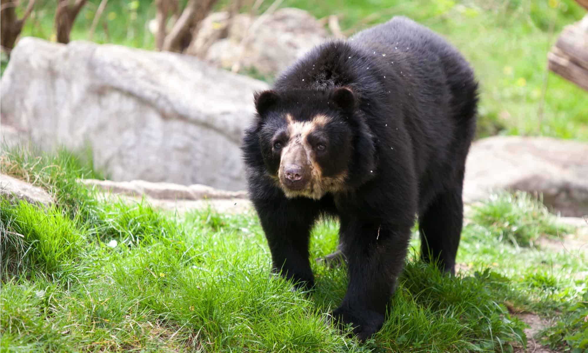 Spectacled bear on grass