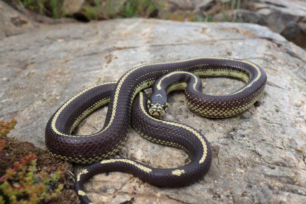 Striped Color Phase California Kingsnake (Lampropeltis californiae)