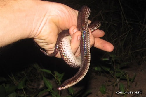 Sunbeam snakes are relatively small and docile, but they aren't good pets for inexperienced reptile keepers.