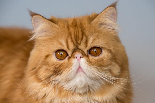 Red Persian exotic cat close-up.