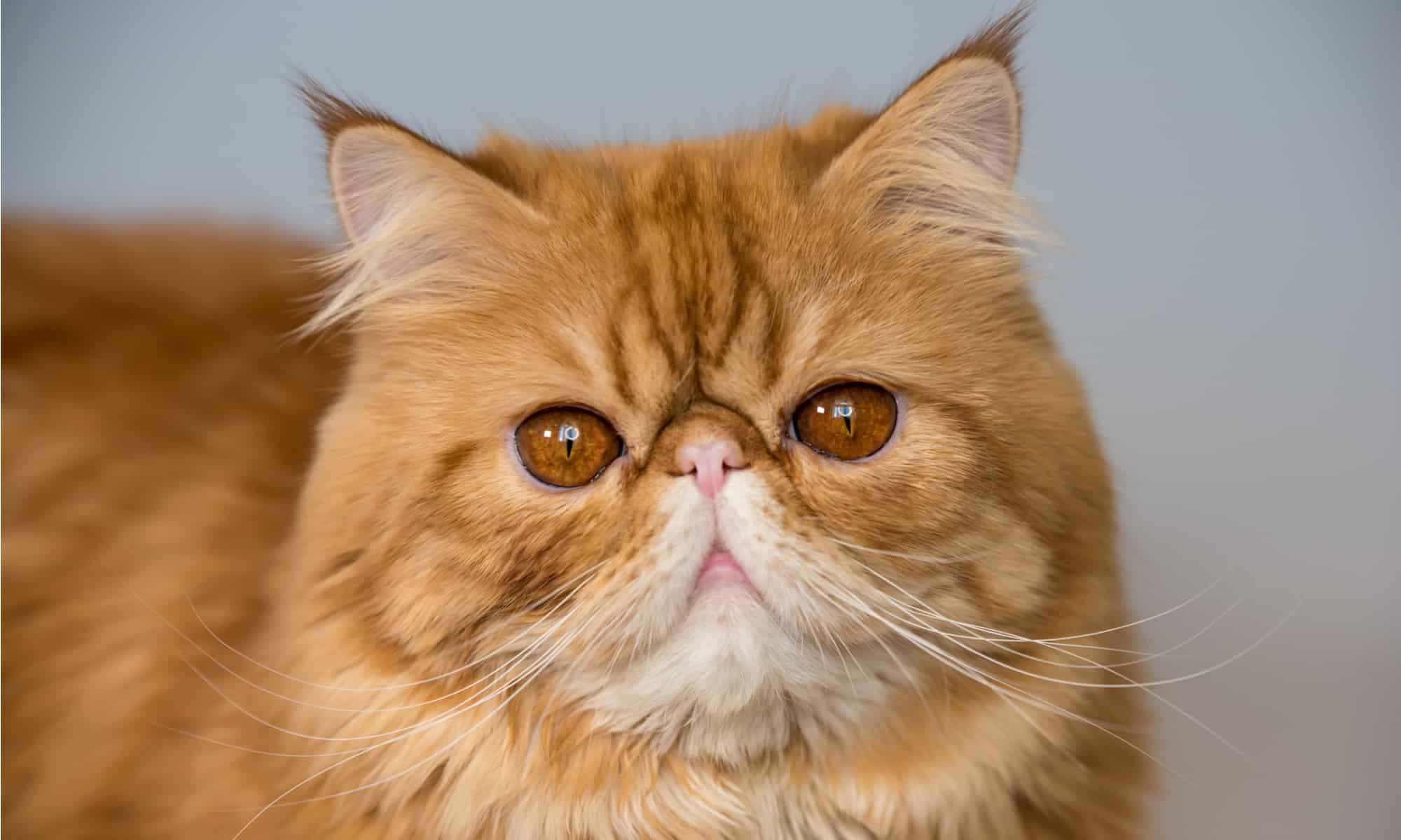 Tabby Persian cat close-up