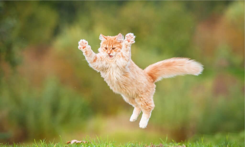 Tabby cat jumping