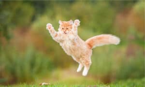 Jump-Roping Cat Breaks Guinness World Record Picture