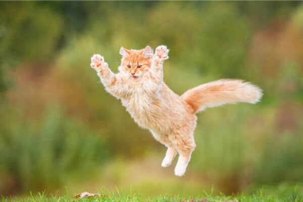 Funny red cat flying in the air in autumn