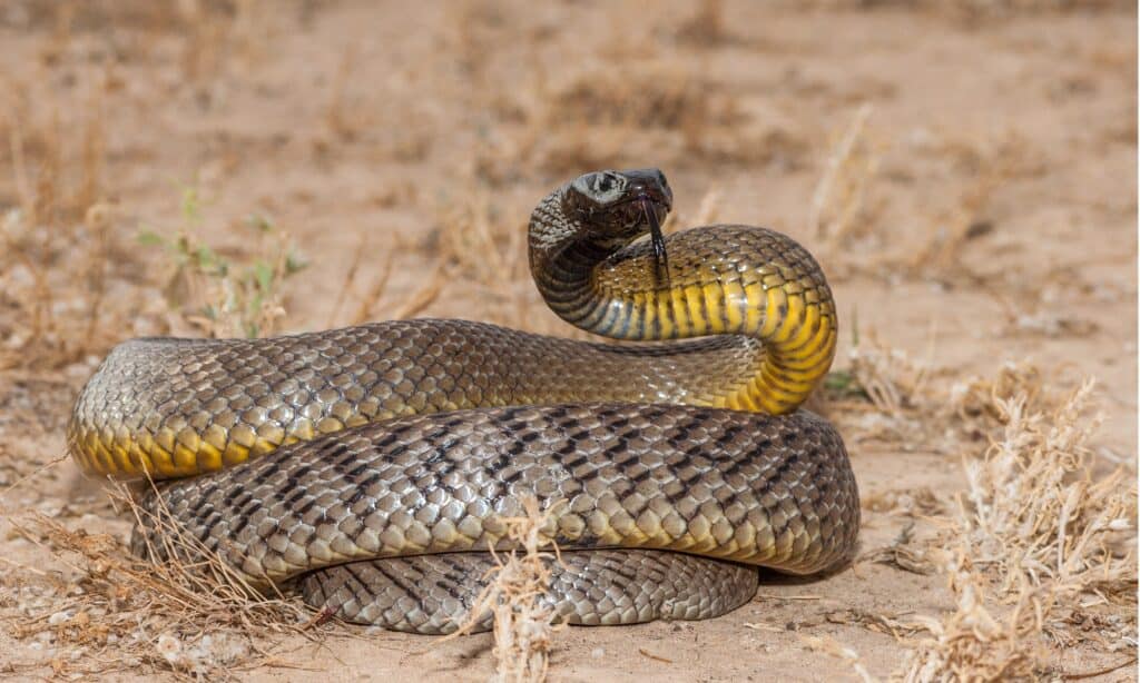 Oxyuranus microlepidotus, also known as Inland taipan, known as the world's most venomous and deadly snake.