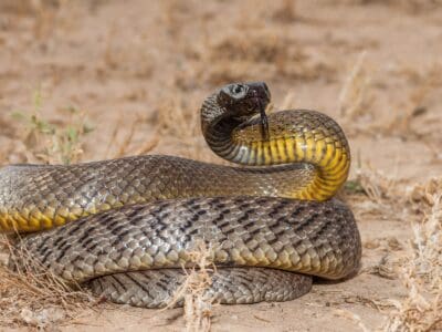 Taipan Picture