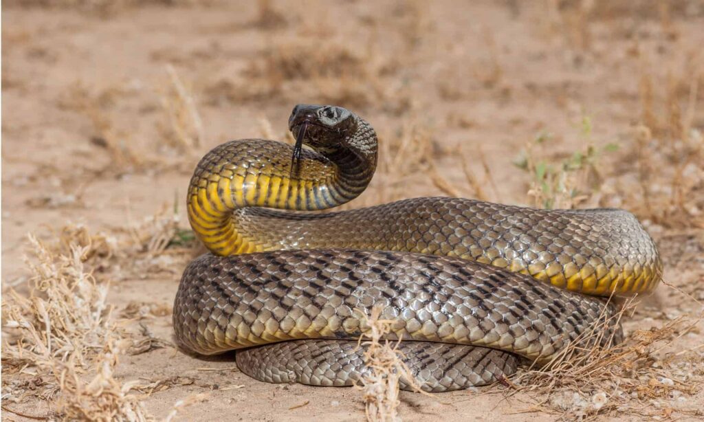 Oxyuranus microlepidotus, also known as Inland taipan, known as the world's most venomous and deadly snake.