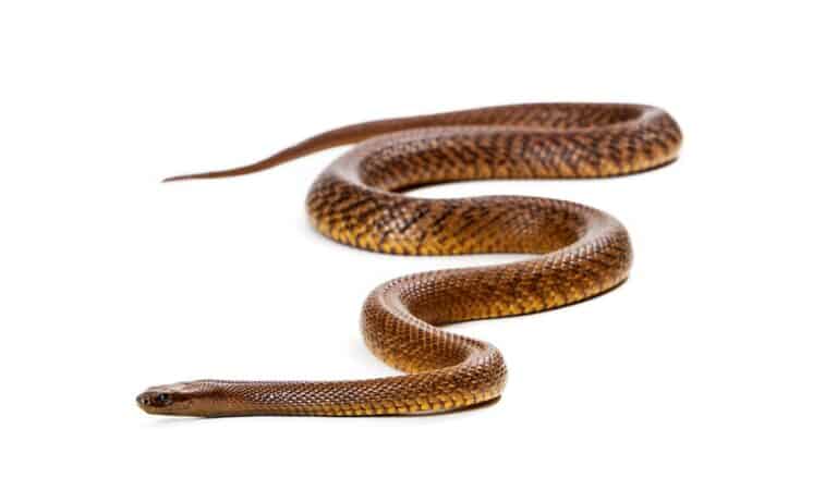 Taipan isolated on white background.