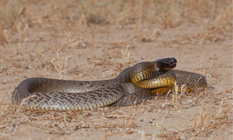 Inland Taipan ( Oxyuranus microlepidotus) in it's habitat, South Western Queensland Australia. Because of the area’s climate, the snake spends much of the day hiding in burrows, sinkholes or rock crevices.