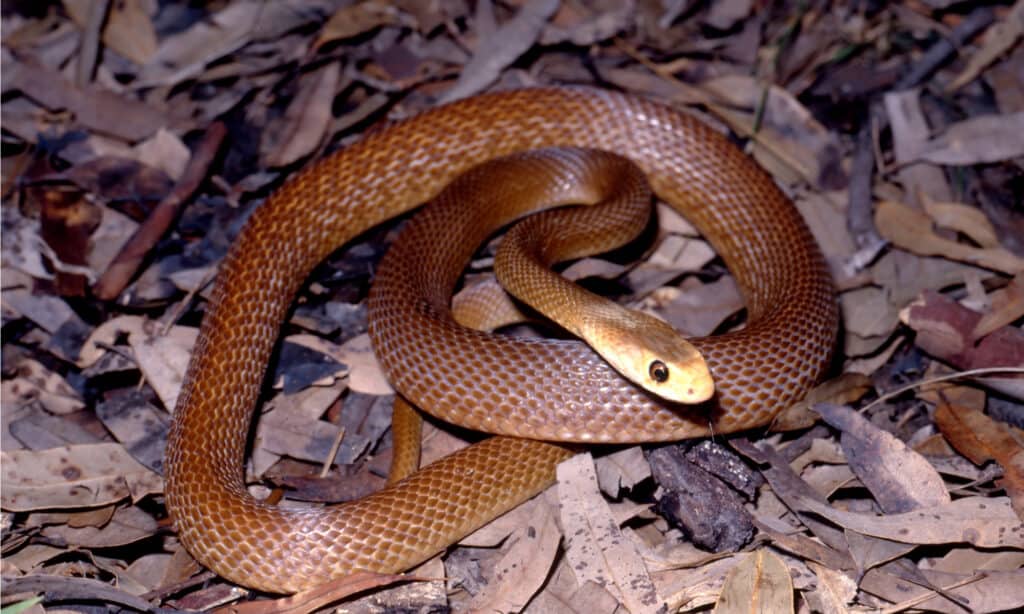Coastal Taipan resting in leaf litter. Taipans are long snakes that can move fast.