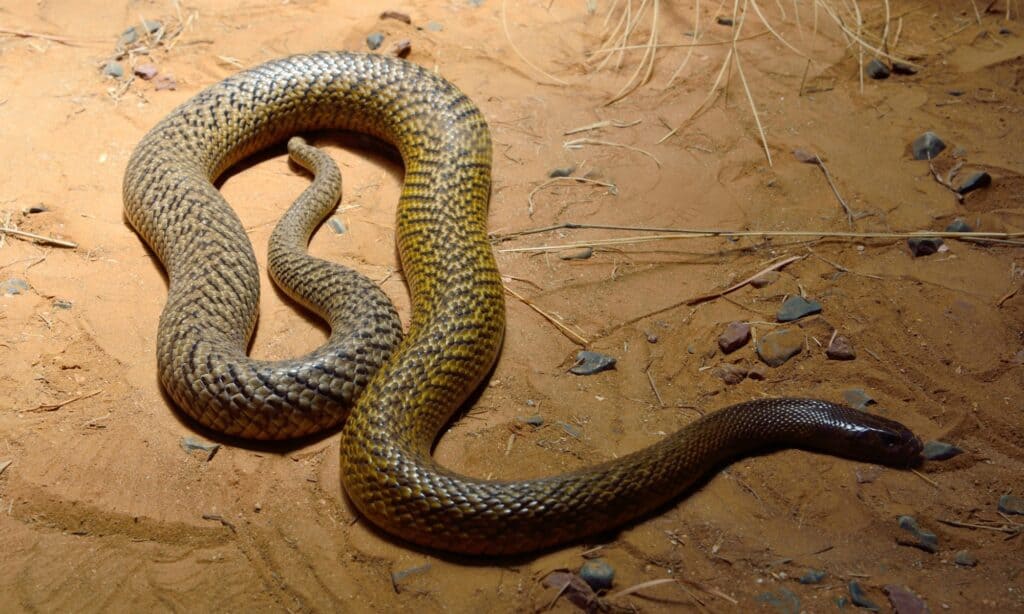 Inland taipan (Oxyuranus microlepidotus) is the most venomous snake in the world, endemic to central Australia.