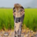 Chinese cobra