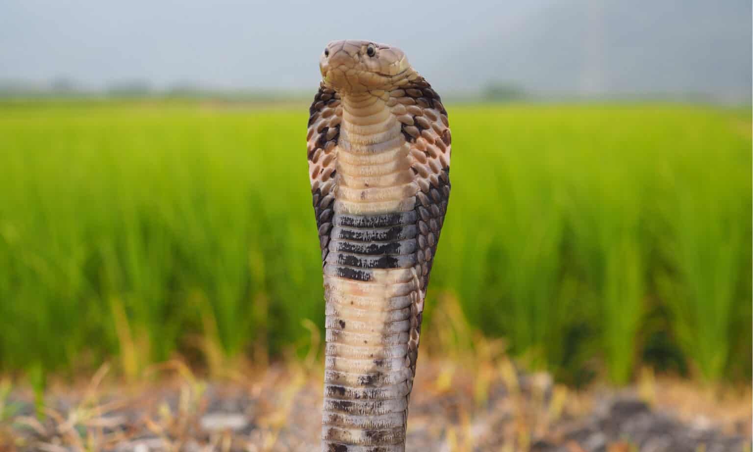 types-of-cobras-a-z-animals