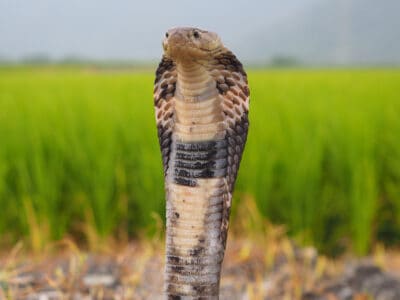 A Chinese Cobra