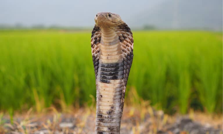 The Taiwan cobra is another name for the Chinese cobra