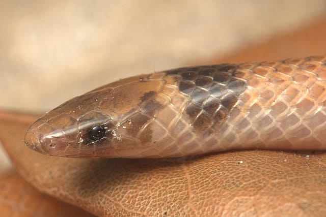 Florida Crowned Snake Tantilla relicta
