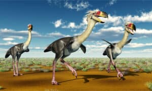 This “Terror Bird” Dinosaur Ran Faster Than Any Human Picture