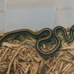 Common garter snake