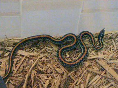 A Texas Garter Snake