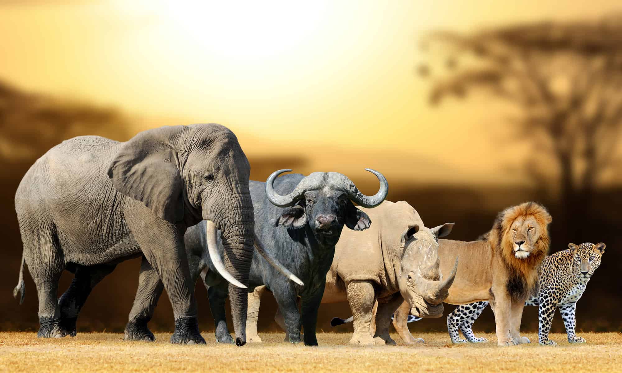 The Big Five: Get to Know the Big Five Animals - AZ Animals