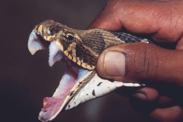  Russell's Viper displaying erect fangs. These fangs are enclosed in a protective mucous sheath, and are kept folded at rest.