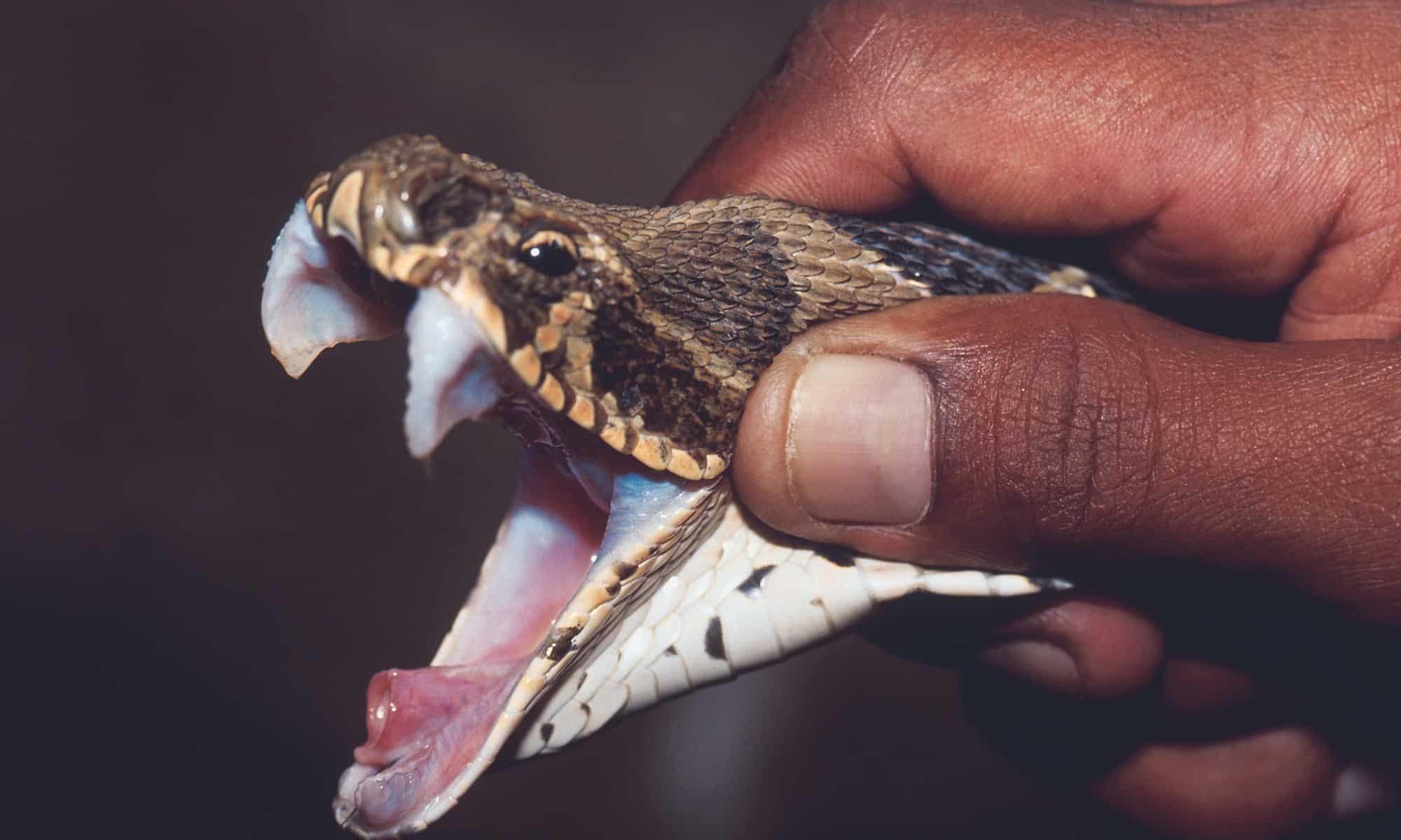 elapidae fangs