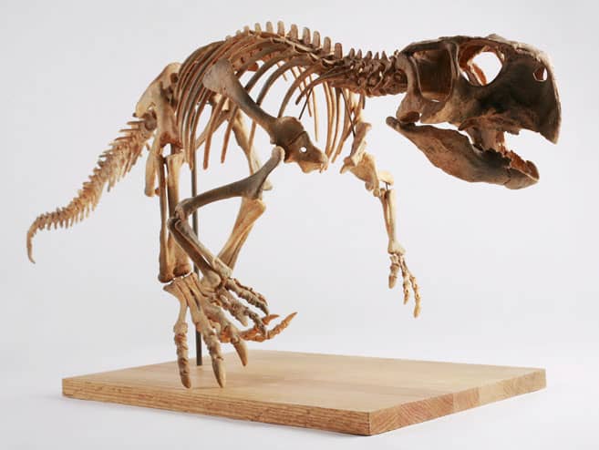 Bộ xương Psittacosaurus trên nền trắng