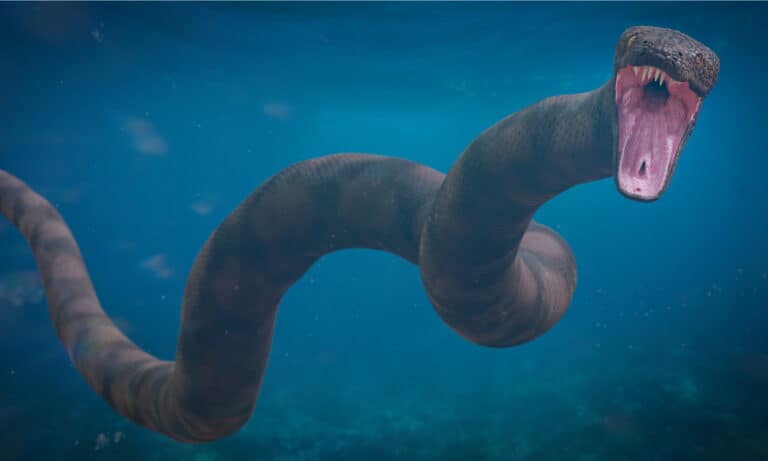 Titanoboa swimming underwater