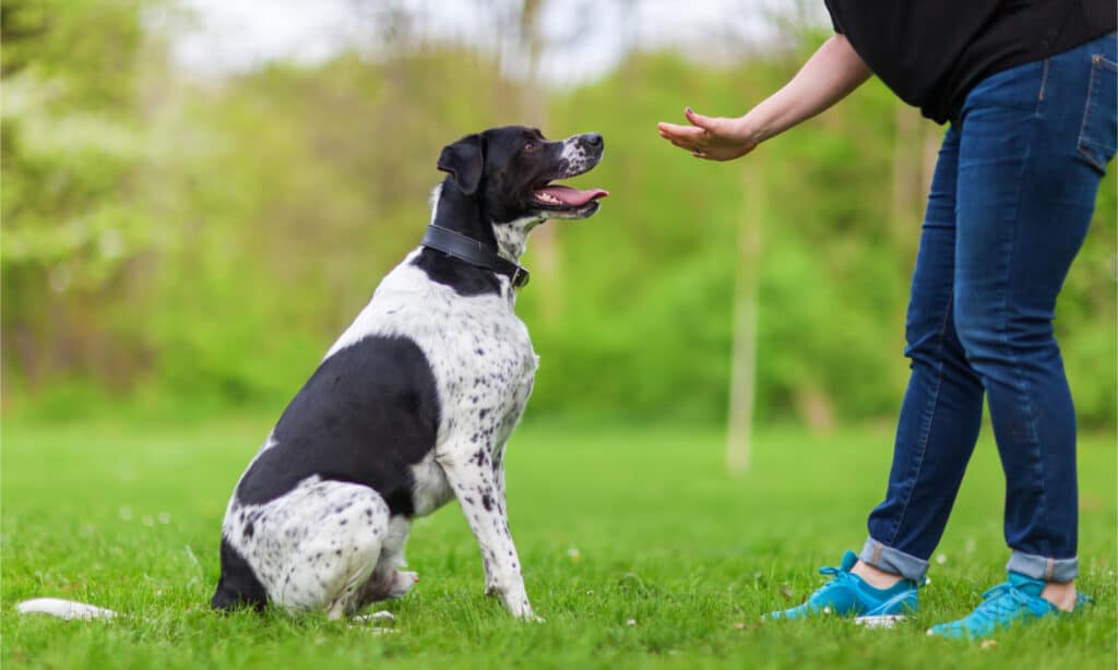 Is it bad to let your dog lick your hands?