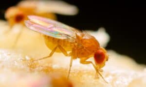 The Best Traps to Get Ri.d of Fruit Flies for Good Picture