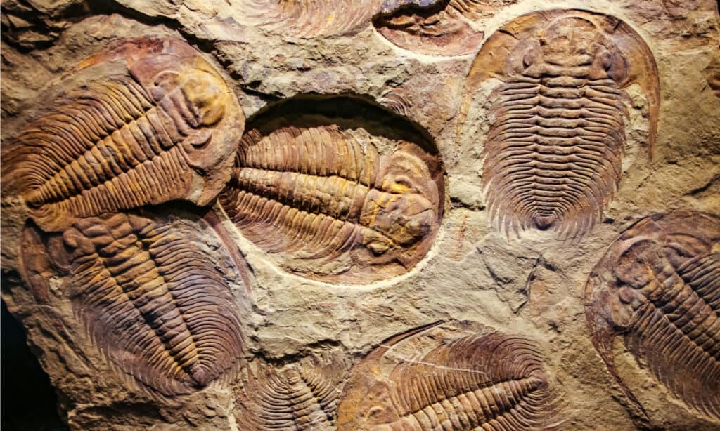 trilobites