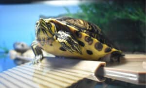 The Best Turtle Basking Platforms Picture