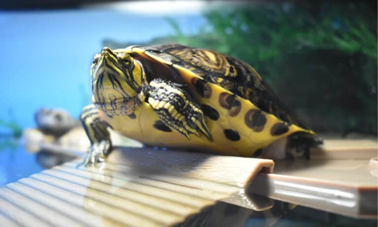 Turtle basking platforms