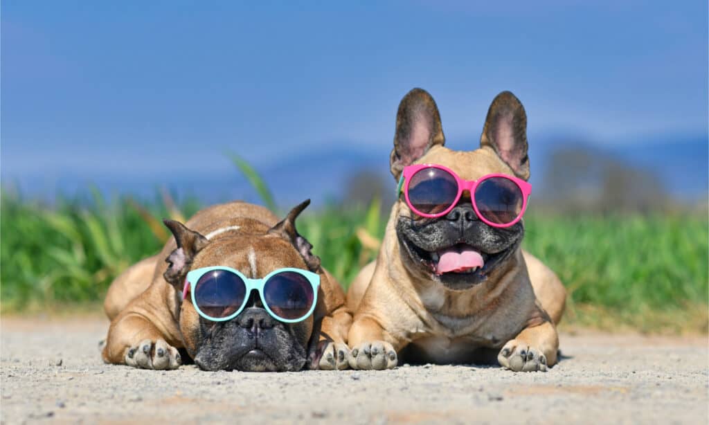 Two French Bulldogs wearing sunglasses on a sunny day