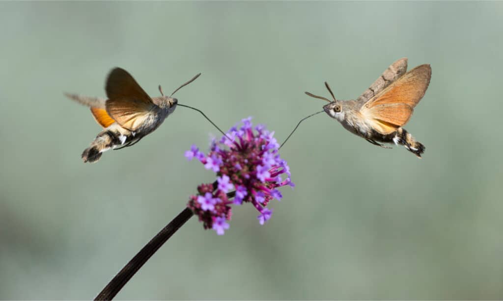 Two hummingbird hawk-moths drinking nectar from a purple flower