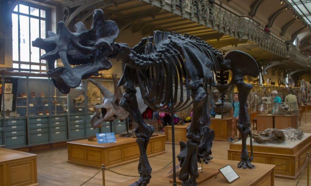 A fossil of Uintatherium ("Beast of the Uinta Mountains") in Gallery of Paleontology and Comparative Anatomy of National Museum of Natural History. Uintatherium stood about 5.6 feet high at the shoulder, was about 13 feet long and weighed over 2 tons.