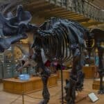 Uintatherium
