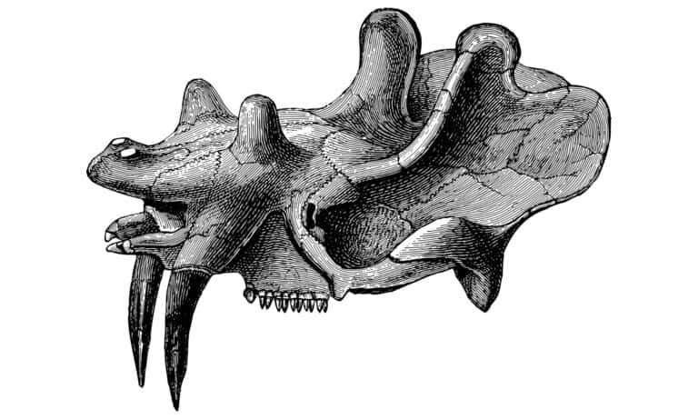 Vintage engraved illustration of the skull of the Uintatherium. The Uintatherium was among the largest animals of its time.