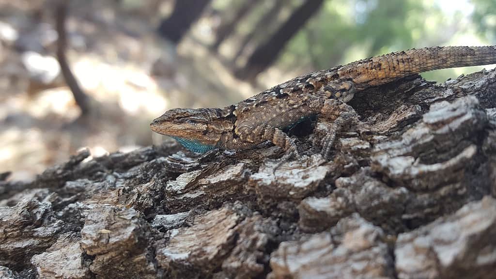 Urosaurus ornatus, ornate tree lizard.  Arizona, USA