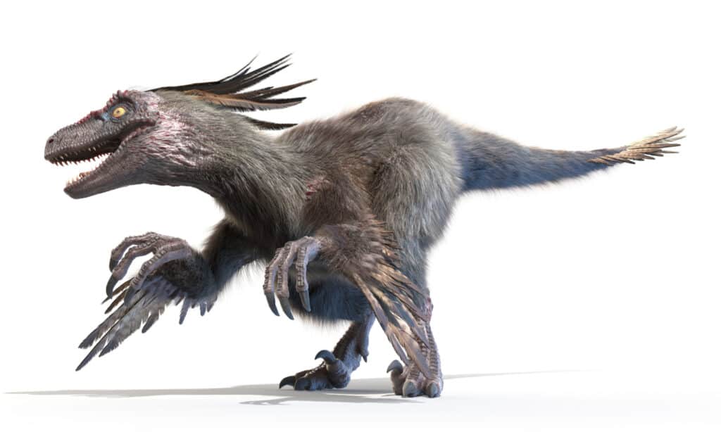 Velociraptor 3D illustration on white background