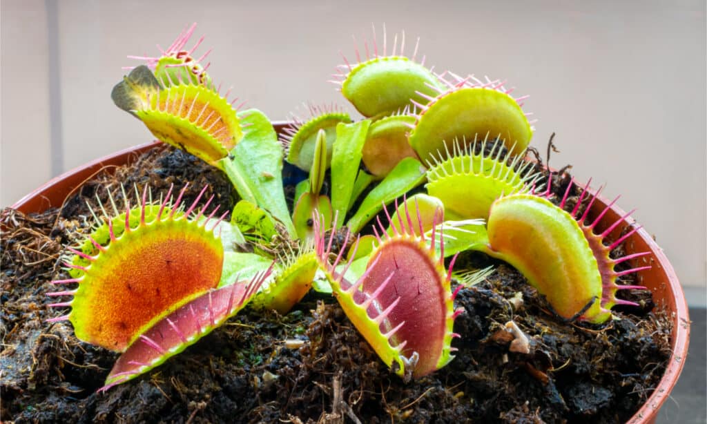 Close up of a potted Venus flytrap