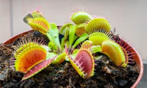 Do Venus Fly Traps Eat Hornets? Picture