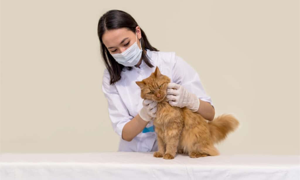 Vet giving a cat a vaccination