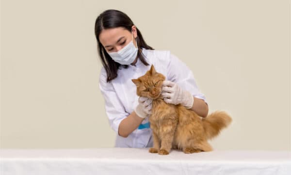 Famotidine Dosage Chart for Cats: Risks, Side Effects, Dosage, and More ...