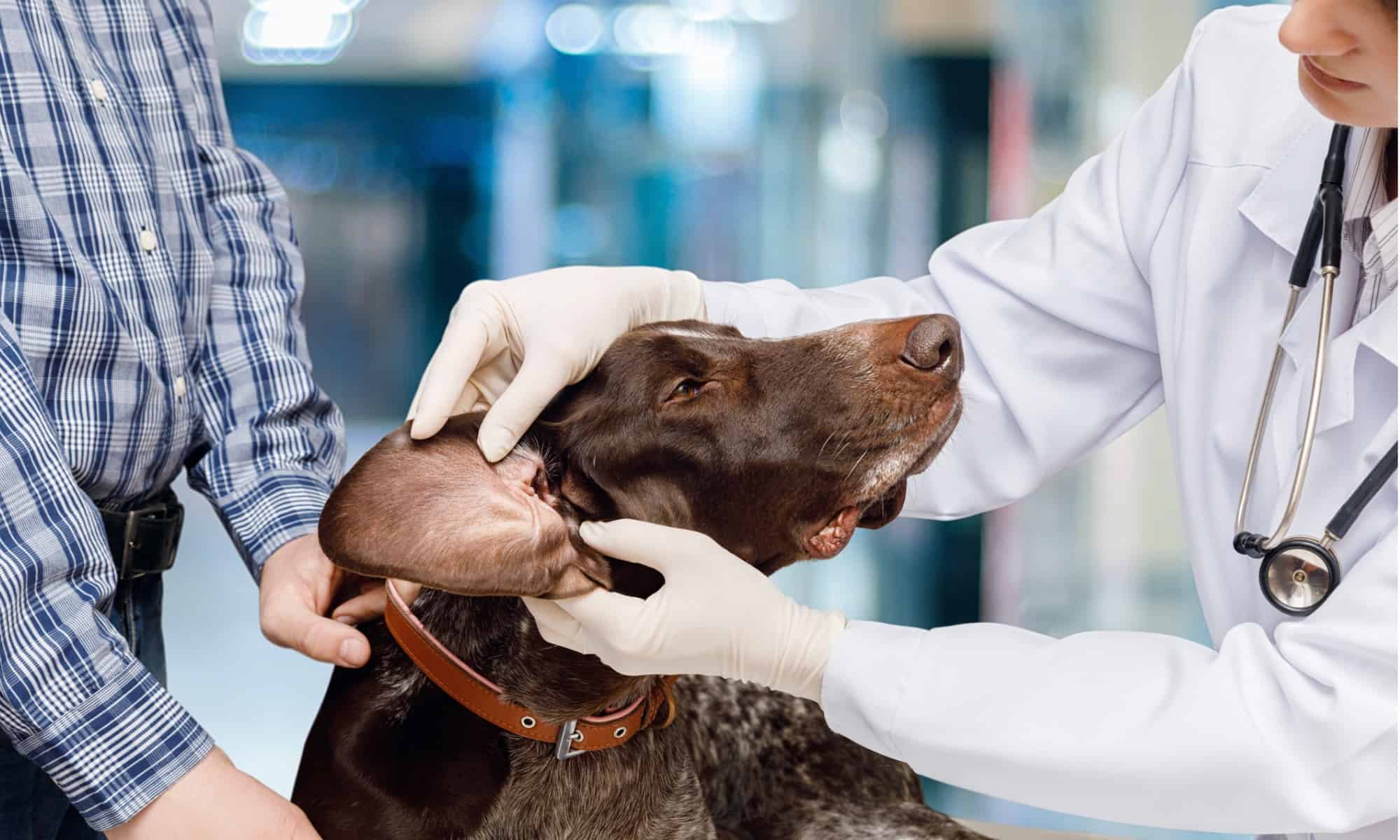 how to treat a dogs ear infection