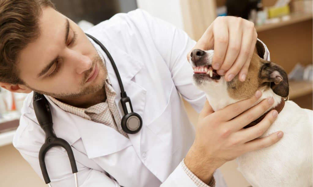 Vet examining a dog's teeth