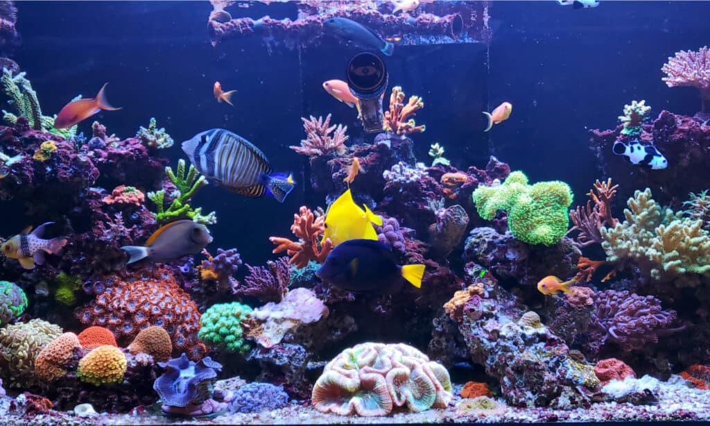 Wave maker for your aquarium