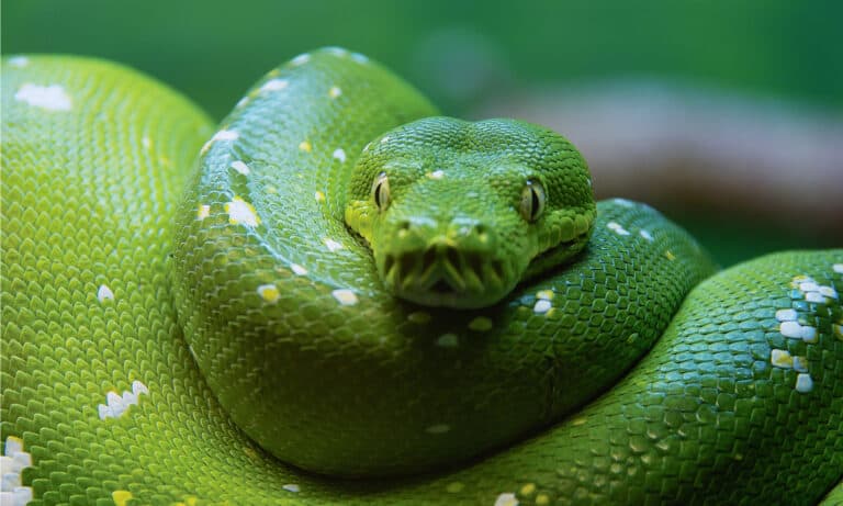 Green Tree Python