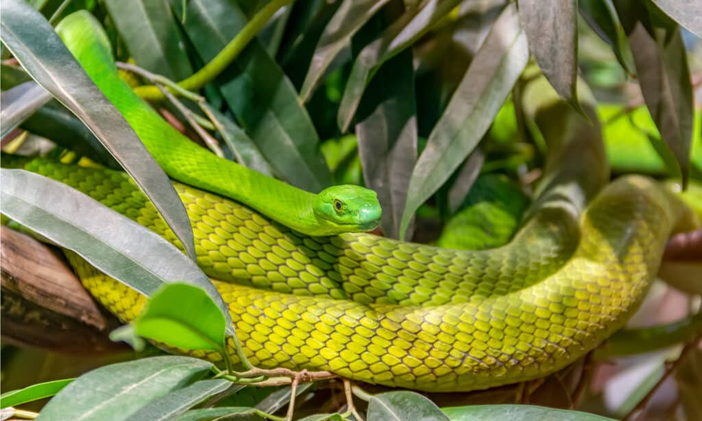 Western green mamba in a tree